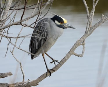This is the smart Yellow-crowned Night-Heron adult, gray all over. They are more commonly seen in salt marshes during the day but are now heading north, off the coast, for tall, inland trees to nest in. Those who wintered in the Tropics will soon be seen flying circum-Gulf as they arrive.