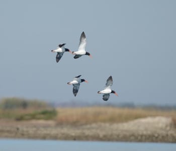 American Oystercatchers are quite common in Galveston Bay, due to the bars, but are not seen as frequently from roads. This is actually from the CBC.