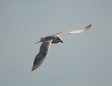 Not well known nor often seen is the winter plumage of the Gull-billed Tern, which nearly lacks any dark pigment atop. Curiously, the wings are darker on top than most other terns.