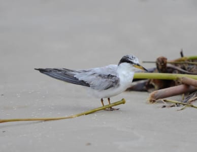 This sad-looking Least Tern re”terned” from the Tropics without its breeding colors. It’ll be a coupla weeks and he’ ll look like his buddies who are also showing up.
