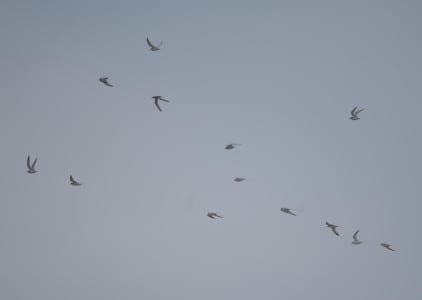 For the first time, I think I saw them flying circum-Gulf, a total of about 70 birds flying west-to-east at San Luis Pass. I’m still learning things!