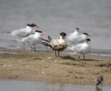 This is the first oiled bird I’ve seen from mid-Island westward, a real blessing for nearby Brazoria County (and birders). This Royal Tern will hopefully survive if he doesn’t ingest too much of the oil.