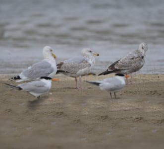 Herring Gulls are highly variable, mostly depending on their age. The immatures (right bird) are all-brown, the last year before adulthood they are lighter and begin getting a gray back (middle bird), and as adults, they look like the left bird. In winter, adults have the speckling on the head and neck.
