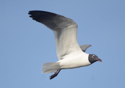 Laughing Gulls attain breeding plumage before any other species here, often in February. But that’s just the feathers…