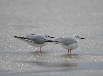 These small gulls with the dark ear muffs are Bonaparte’s Gulls, our (by far) most common of the small gulls. Like some others, they will attain a black head in April, and the same genes that make that happen also tell them to migrate.