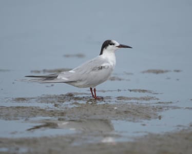 Easily lost in the Forster’s Terns is this early Common, distinguished by the black nape and red legs. Its bill will soon turn red with a black tip, while the Forster’s bill&legs will turn orange, and the terns’ black bill tips have dark pigment that stiffens the beak.