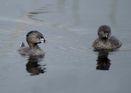 This pair of Pied-billed Grebes shows the black bar that gives them their name. They nest on the UTC but curiously not on the Island itself.