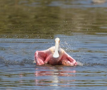 Many marine birds bathe in freshwater, and this young spoonbill is getting his money’s worth. Currently, most adults are on site at the rookery. Oh, a “rookery” is where they breed, and a “roost” is where birds spend the night. K?