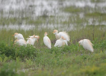 These Cattle Egrets have just arrived in North America off the Gulf and are dead tired. Still, you can see the buffy of their breeding plumage.