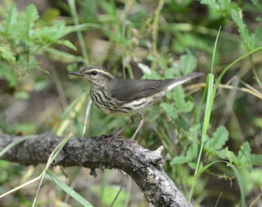 10. NOWA- Narrow hind eyestripe, dark legs, small bill, no beige on sides. OK, now it’s YOUR turn to ID them… Look at the pictures and decide for yourself which waterthrush it is. Then the bottom of page will tell you. No peaking! :0-