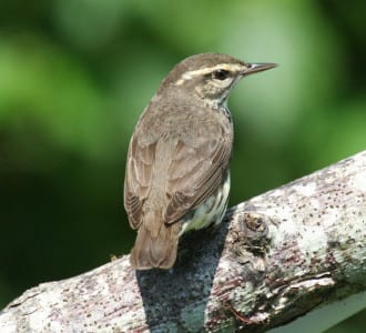 19. NOWA- Narrow hind eyestripe, no real color on back. Tough bird!