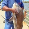 Anthony Wooten of Crocket fished shrimp to catch and release this estimated 40lb drum