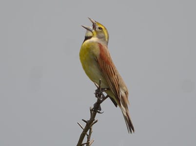 Dickcissels are finches that attempt to nest in various grasslands of the Upper Texas Coast, but they have trouble convincing females to stay. Interesting how many birds with brown backs and yellow chests (often with a black bib) breed in the World’s grasslands, even though they are unrelated songbirds. These odd colors are then called convergence.