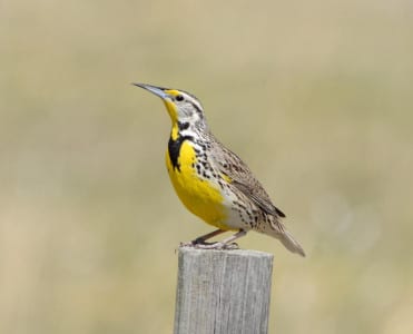 Do you see how much less this bird’s sides are streaked? This bugger is a male Western Meadowlark singing, & he’d be sounding way more like an oriole. I find the information in the field guide on the facial differences confusing at times, and recommend these flanks, wings and tail.