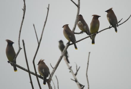 Right on schedule, these half-dozen Cedar Waxwings showed up in my yard in early May, fresh from a flight from the Yucatan. Our birds wintering in the South have been gone for weeks, so there’s a bit of a hiatus in their spring schedule. I’m pretty sure they are poking fun at the pewee behind them, calling him “skinny” and such.