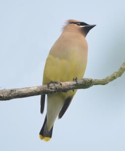 This waxwing has a condition that’s either xanthothroism, or maybe a poor Photoshop job. ;) We often see this species from the underside, so you can see the yellow-tipped tail and the white vent. I record many of my waxwings by their thin, high-pitched calls, too high for some of my clients to hear.