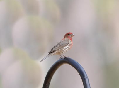 House Finches have spread like wildfire the past few decades, and are in many of the neighborhoods in Houston. Semidomestic, they also call like House Sparrows, but the streaks on both sexes easily separate them from those weaver finches we call House Sparrows, and a few other names.