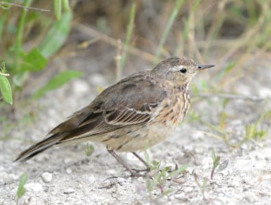 American Pipits are scattered around in winter but this very late bird was caught molting into breeding plumage. Note the thin bill (for insects), which separates it from sparrows and other similar, ground-dwelling species. They also bob their tails, a great field mark for pipits. They are also flat gray on top, unlike Sprague’s Pipits.
