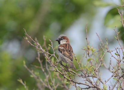 An abundant European immigrant, the House Sparrow mostly occupies towns, but will stray into farmland as its numbers increase. This is actually the nominate of all songbirds (60% of our birds), as the order is Passeriformes, and the genus of the House Sparrow is Passer. Hard to believe we named our best avian order after this creature.