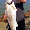 Brax Hawkins of Dallas caught and released this HUGE 36inch Bull Red he caught on cut mullet