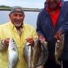 Fishing amigos Margarito Rosales and Rick Davila of Channel View TX fished the night-shift with freelined live shrimp for this six pack of Trout