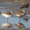 Larger Sandpipers