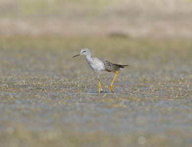 Alan Murphy taught me to attempt shooting birds on the ground from their own level, and immediately I saw how much more pleasing the angle was. This is another Lesser Yellowlegs, this one at Laffite’s Cove. Note how the bill is about the same length as the head, not twice as long like Greaters. They are also more the size of a Killdeer, not as large (almost) as a Willet.