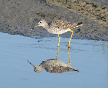 This big boy is the Greater Yellowlegs, a winter resident in the Deep South. A few stay into May before they head north, but not as far as Lessers. We see them in southern Alaska, like Potter Marsh. Golly, I’m gonna miss Alaska this summer! Alan also taught me that water can act as an attractive mirror, so hopefully this picture is a nice reflection on me. ;)