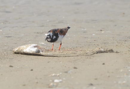 Here’s another turnstone above with a flounder that’s been filleted by a fisherman, and one below that’s about halfway into breeding (alternate) plumage.
