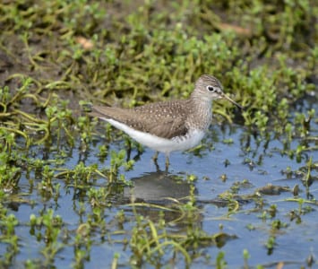 Found only in freshwater, often in ditches and small ponds, and normally by itself, is the Solitary Sandpiper. They are best identified by their white eyering and dark back with tiny, white spots. When flushed, they make upslurred, whistling notes, and their wings are usually folded further back than most sandpipers.