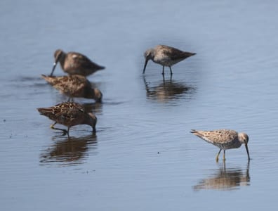 Joined by three Long-billed Dowitchers, these two Stilt Sandpipers on the right were caught in mid-stoop, before they actually sunk their head and neck into the invertebratefill waters. Most of their kind migrate in fall down the Atlantic Ocean, so late spring is about the only time we get them. They are not alone in that regard.