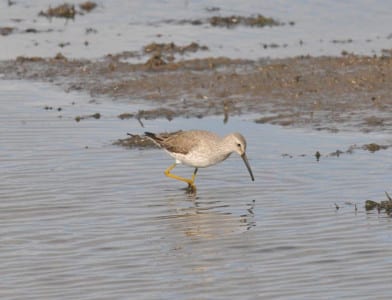 Larger Sandpipers23