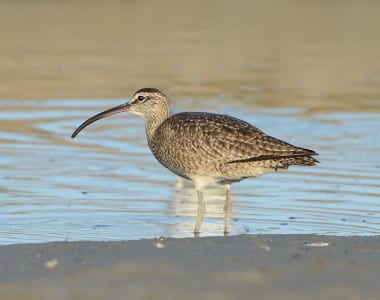 Like the rare Br istle-thighed Curlew of Alaska, our Whimbrel is easily told by their dark stripes over the crown. They also have a shorter bill than our Long-billed Curlew, and a darker plumage. These are common spring migrants but most migrate down the Atlantic in fall. Curiously, a few winter on oyster bars in Galveston Bay.