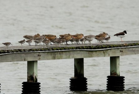 Larger Sandpipers34