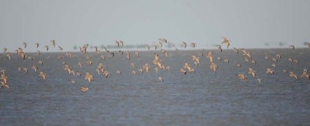 Larger Sandpipers35