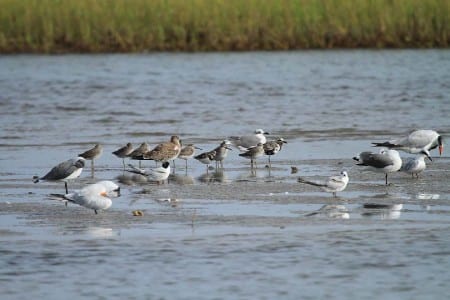 Larger Sandpipers36