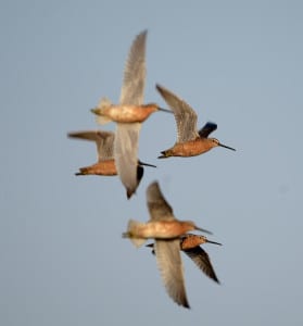 Here are some SBs in the air and you can see that some are more fully developed below than others. Most sandpipers like dowitchers have long, tapered wings for incredibly fast flight, as many birds that taste good to hawks (like doves and quail) can fly like the wind (even though there is wide variation on the shape of the wings in some).