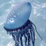 Man-O-War jelly fish can be deadly