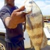 Mike Singleton of Houston took this nice keeper drum while fishing shrimp