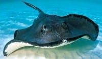 Stepping on a stingray causes great pain- so SLIDE your feet