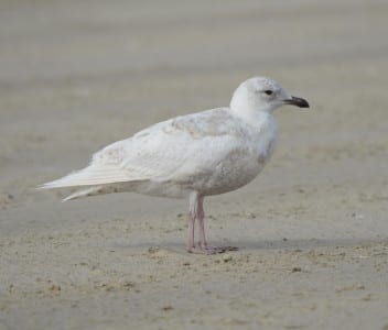 The same week the two large, white gulls above were seen (by me with clients) at San Luis Pass, this bird showed up at SLP, representing one of the very few Iceland Gull records for the Gulf Coast. Note the small, rounded head and small, black bill.