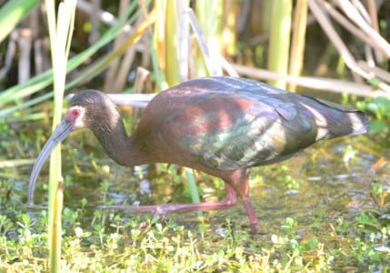 This dark ibis is a White-faced Ibis in breeding plumage. Note the red legs and white face that goes BEHIND the eye. They are on the Western Gulf, but Glossies Worldwide in equatorial regions (and the eastern Gulf and Atlantic States). See below…