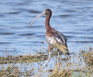 Along the Eastern Gulf, especially in Florida, is the Glossy Ibis. Note the bluish-white face that does NOT extend behind the eye. They are both found easily in Louisiana, as Glossies are scarce in Texas.