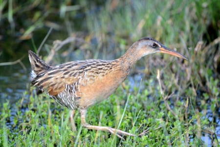 Also a Bayou State victim is the King Rail, a denizen of freshwater. They are slightly larger and more richly-colored than Clappers, (rails, not toilets) and have a more pumping sound while calling.