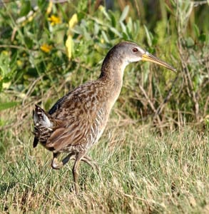 Here is the Clapper Rail, and note how grayed out he is. These only live in salt marshes, often feeding on fiddler crabs.