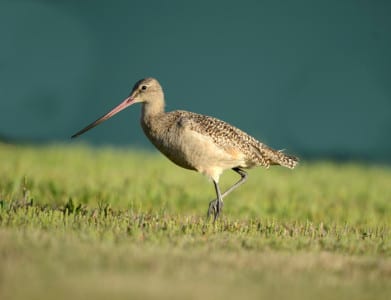 Godwits are very large sandpipers with two-toned, upturned bills. This Marbled Godwit is a common winter resident along the Texas Coast, with the vast majority heading northwest to breed in the Shortgrass Prairie.