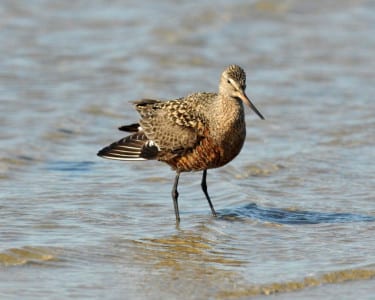 The rare Hudsonian Godwit pass through in late spring on its way to the Arctic to breed. They are smaller than Marbled but richly colored. They are most easily seen in inland rice fields with other grasspipers. This one wasn’t easy…