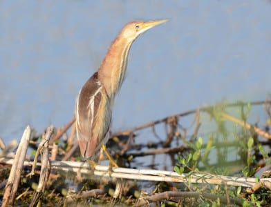 Least Bitterns are summer residents in Eastern North America, even into the Far West. They are obviously small and lack the heavy streaking that their larger cousins have. Bitterns are found in marshes such as cattails, eating most vertebrates they can catch and swallow.