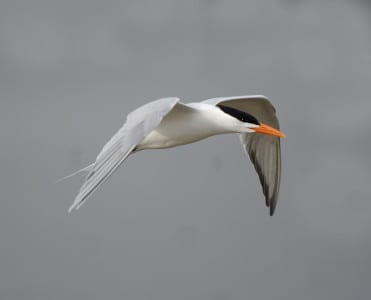 Royal Terns are more slender than Caspians with the thinner bill that’s more orange than red and a long, forked tail. They fly out deep to feed and are often bring back fish we don’t normally see. There are around 6000 pairs breeding in Galveston Bay.