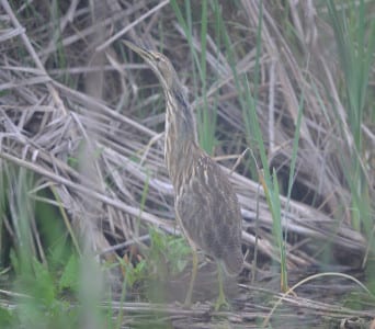 American Bitterns are winter residents in many of those same marshes where Leasts breed. They are most similar to young night herons but are more streaked on the neck. They will be gone soon until fall.